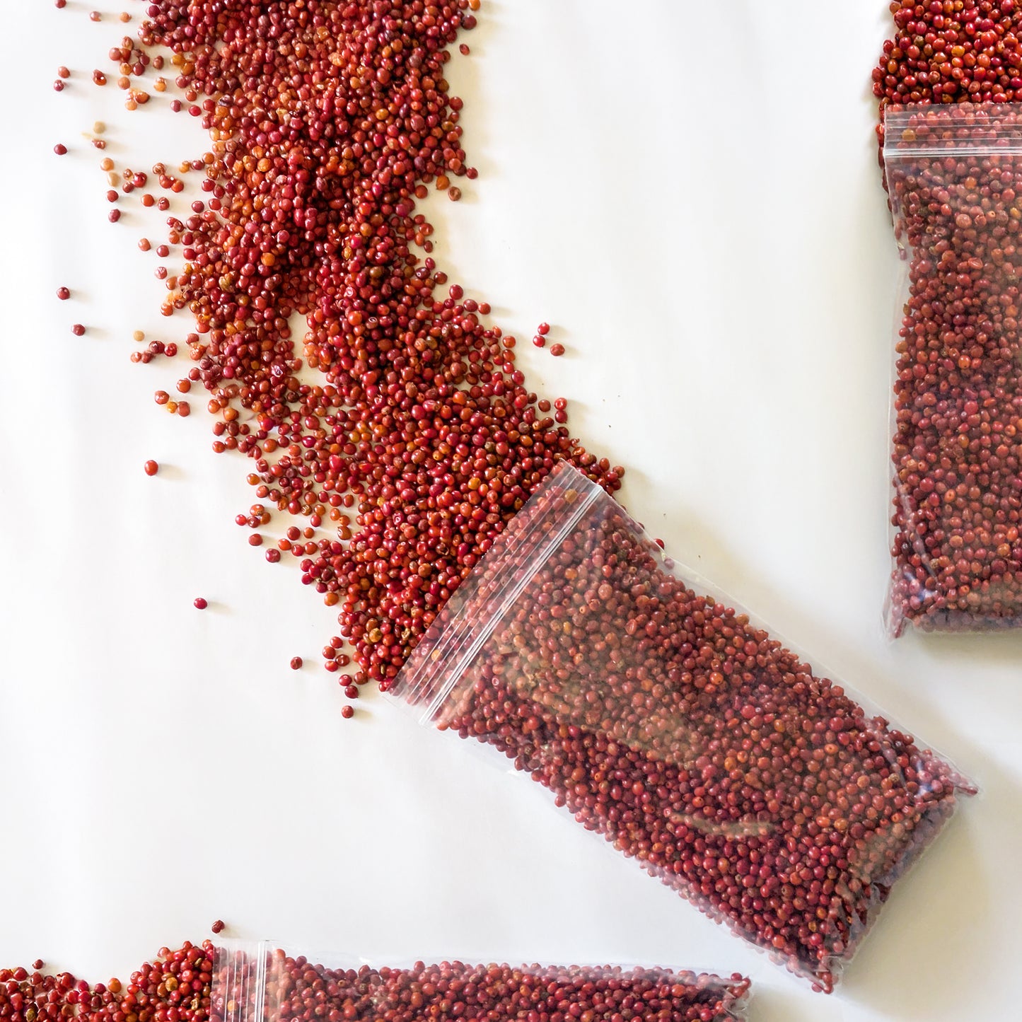 Chiiłchin (Sumac Berries)