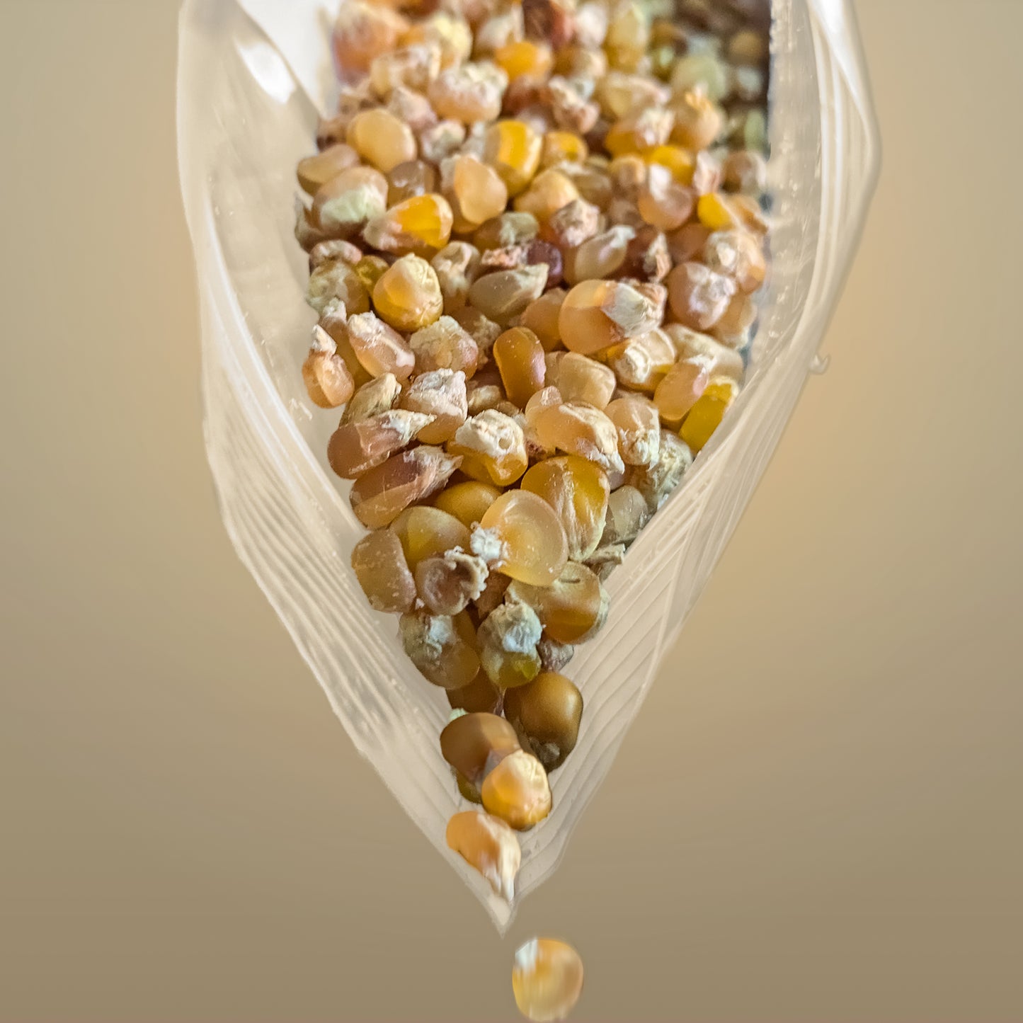 Neeshjizhii (Steamed Corn)