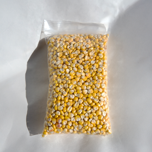 Navajo Yellow Seed Corn
