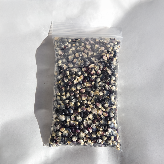 Navajo Blue Seed Corn (Heirloom)