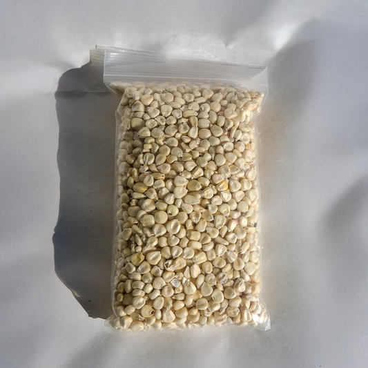 Navajo White Seed Corn (Heirloom)